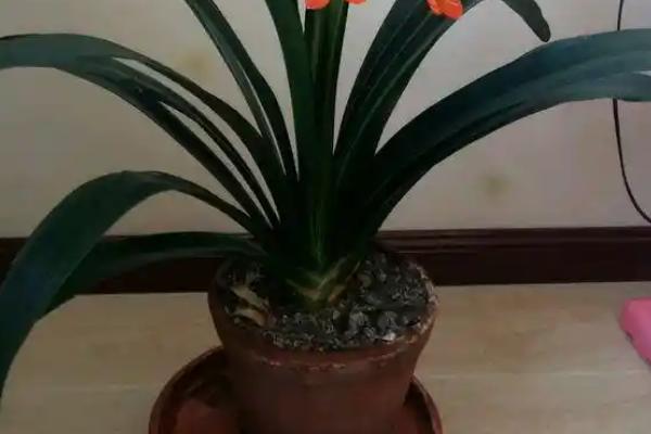 君子兰叶片下垂浑身无力的原因,可能是光线过强所致