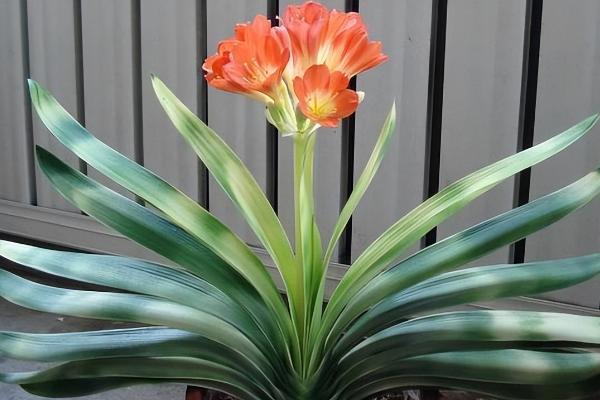 君子兰叶片下垂浑身无力的原因,可能是光线过强所致