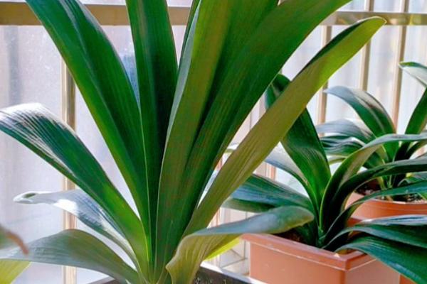 君子兰叶片下垂浑身无力的原因,可能是光线过强所致