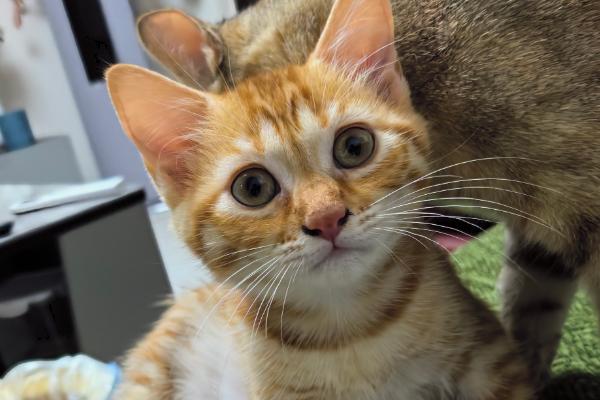 猫不同品种能否交配，不同体型的猫交配后容易引发难产