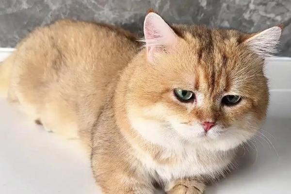 猫不同品种能否交配，不同体型的猫交配后容易引发难产