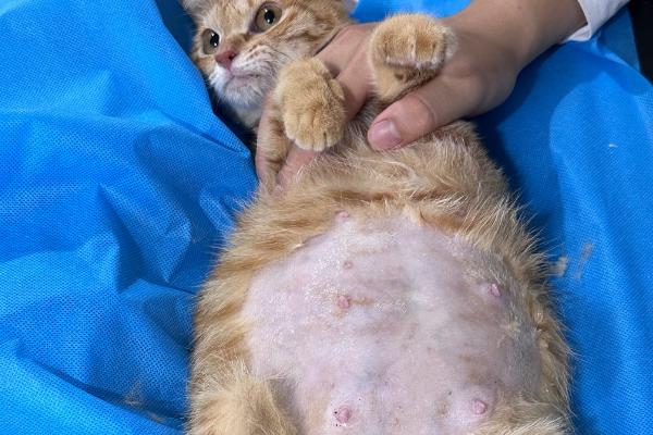 猫不同品种能否交配，不同体型的猫交配后容易引发难产