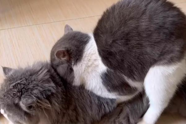 猫不同品种能否交配，不同体型的猫交配后容易引发难产