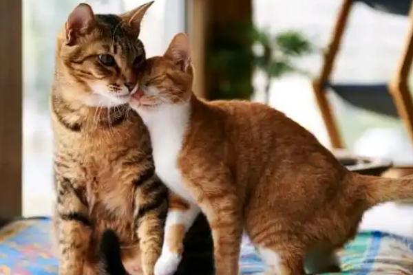 猫不同品种能否交配，不同体型的猫交配后容易引发难产