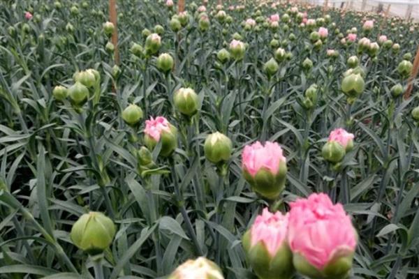 康乃馨种子过多久才能开花，播种后经过140-160天左右才能开放
