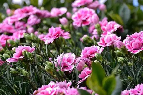 康乃馨种子过多久才能开花，播种后经过140-160天左右才能开放