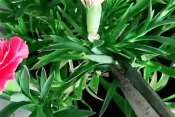 康乃馨种子过多久才能开花，播种后经过140-160天左右才能开放