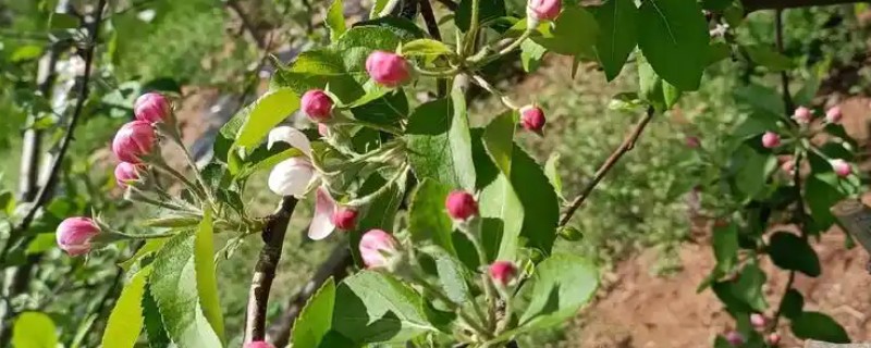 植物开花结果是不是繁殖，是繁殖