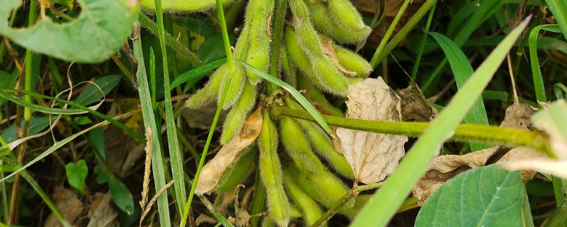 冬天能不能种植毛豆，种植季节为春夏秋三季