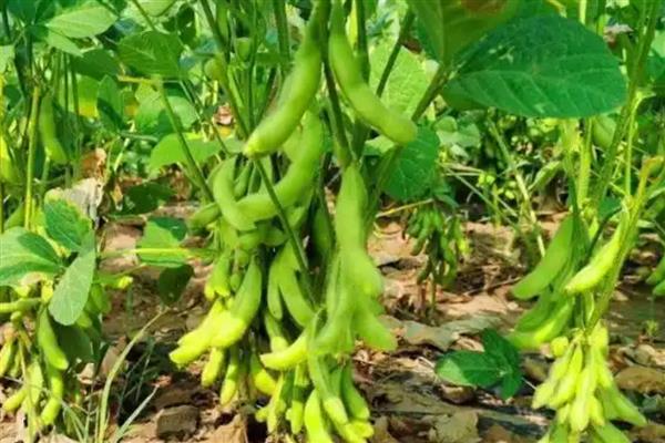冬天能不能种植毛豆,种植季节为春夏秋三季
