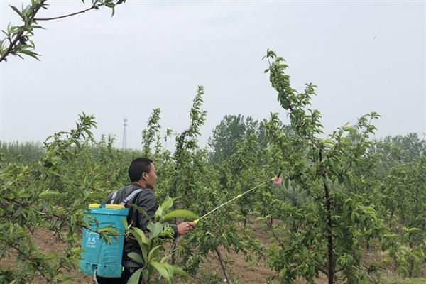 拜宝玛除草剂如何使用，要在作物播种后苗期前使