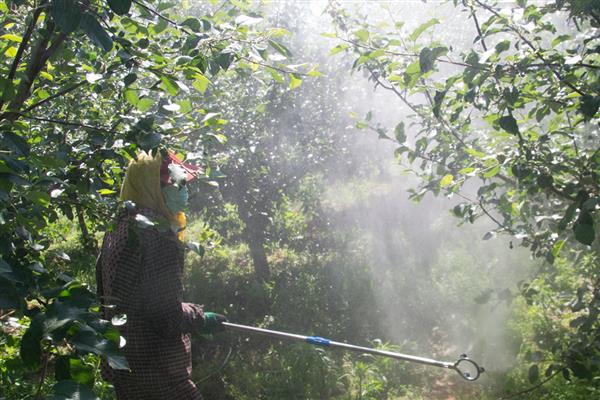 苹果疫腐病怎么防治，清除病残体并集中深埋