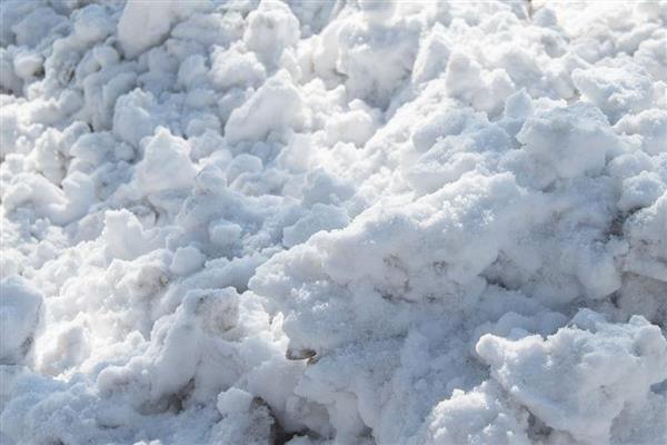 蓝莓冬天怎么过冬，可以将雪堆起预防寒冷