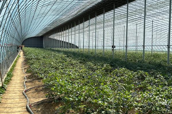 蓝莓冬天怎么过冬，可以将雪堆起预防寒冷