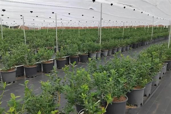 蓝莓冬天怎么过冬，可以将雪堆起预防寒冷