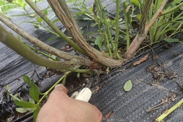 蓝莓冬天怎么过冬，可以将雪堆起预防寒冷