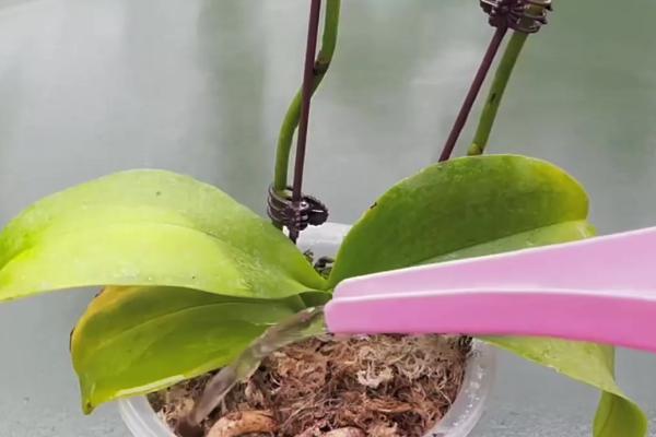 蝴蝶兰怎么养，需要为其提供充足的光照