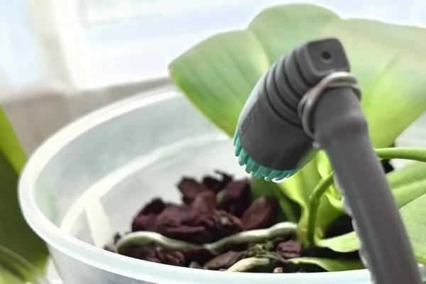 蝴蝶兰怎么养，需要为其提供充足的光照