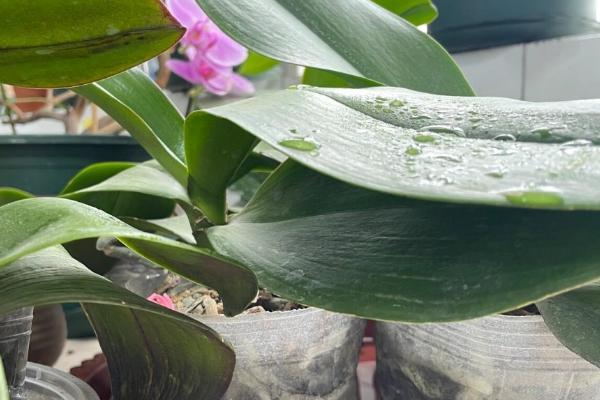 蝴蝶兰怎么养，需要为其提供充足的光照