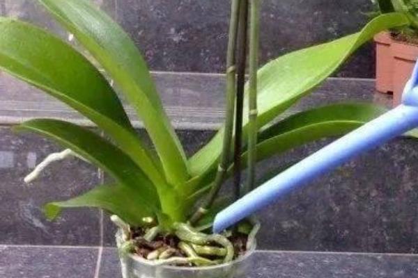 蝴蝶兰怎么养，需要为其提供充足的光照