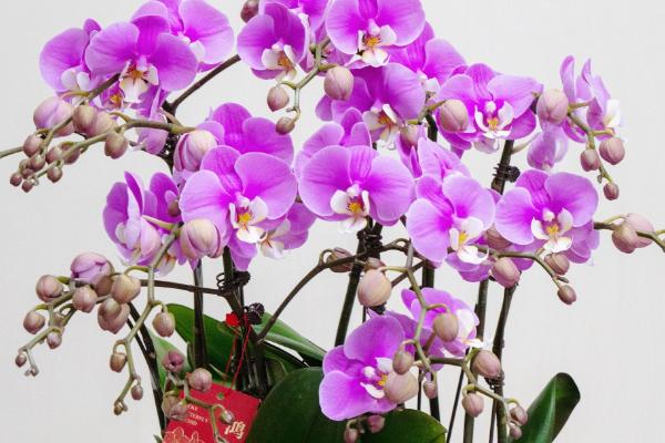 蝴蝶兰怎么养，需要为其提供充足的光照