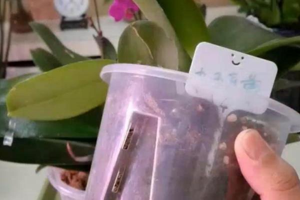 蝴蝶兰怎么养，需要为其提供充足的光照