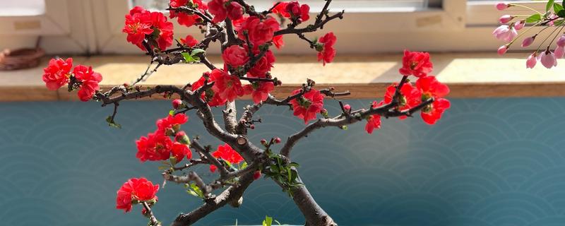 海棠的养殖方法，秋冬季节浇水最好在中午进行