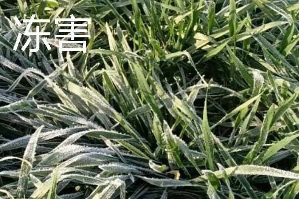 小麦会出现哪些灾害，常见冻害、干旱、渍害等形式