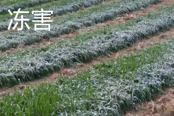 小麦会出现哪些灾害，常见冻害、干旱、渍害等形式