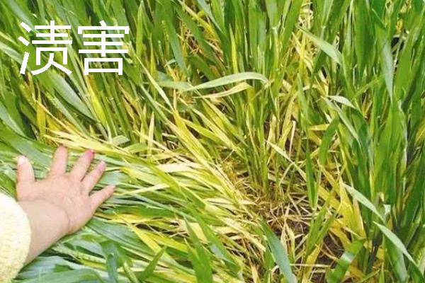 小麦会出现哪些灾害，常见冻害、干旱、渍害等形式