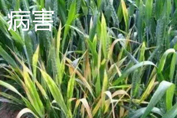 小麦会出现哪些灾害，常见冻害、干旱、渍害等形式
