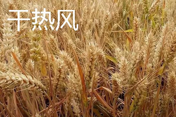 小麦会出现哪些灾害，常见冻害、干旱、渍害等形式