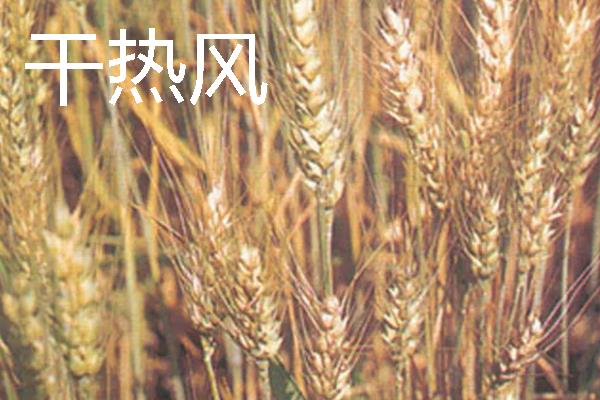 小麦会出现哪些灾害，常见冻害、干旱、渍害等形式