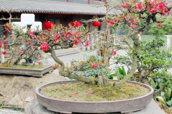 海棠的养殖方法，秋冬季节浇水最好在中午进行