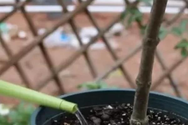 海棠的养殖方法，秋冬季节浇水最好在中午进行