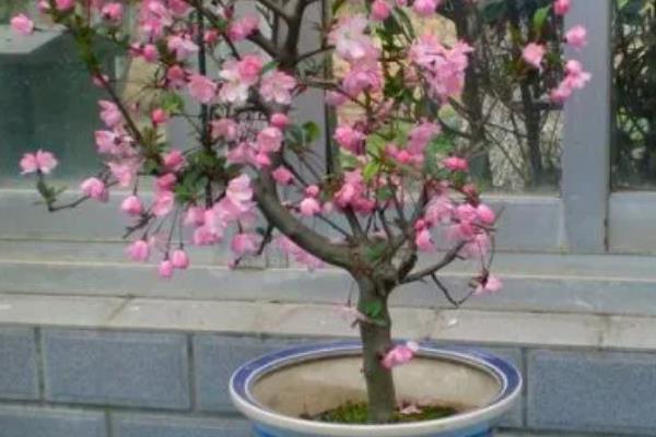 海棠的养殖方法，秋冬季节浇水最好在中午进行