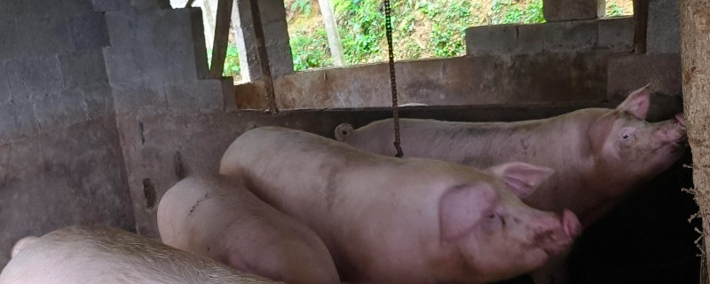 猪小飞有什么症状，病猪体温升高至41℃死亡前会降温