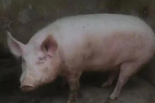 猪小飞有什么症状,病猪体温升高至41℃死亡前会降温