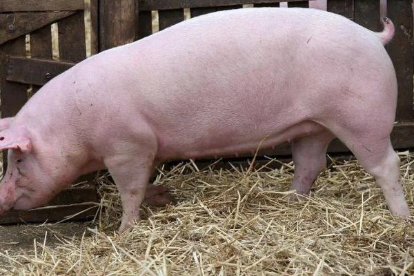 猪小飞有什么症状,病猪体温升高至41℃死亡前会降温