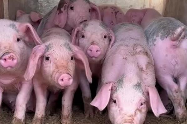 猪小飞有什么症状,病猪体温升高至41℃死亡前会降温
