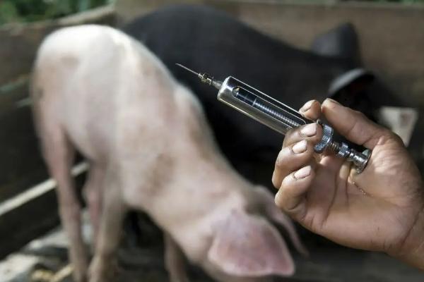 猪小飞有什么症状,病猪体温升高至41℃死亡前会降温