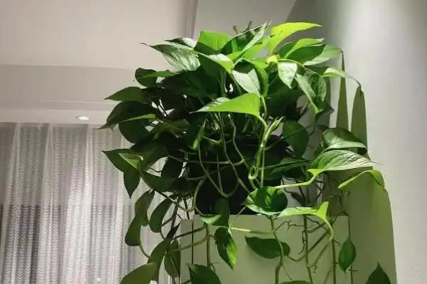 怎么养绿萝，夏季每天都浇一次水