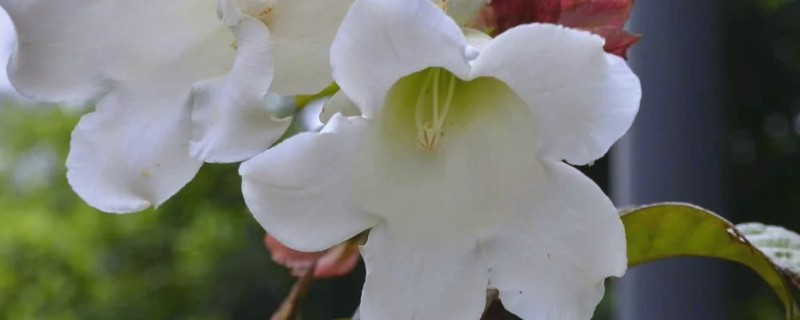 清明花的花语是什么，花语为期待新生