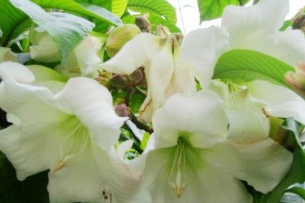 清明花的花语是什么，花语为期待新生
