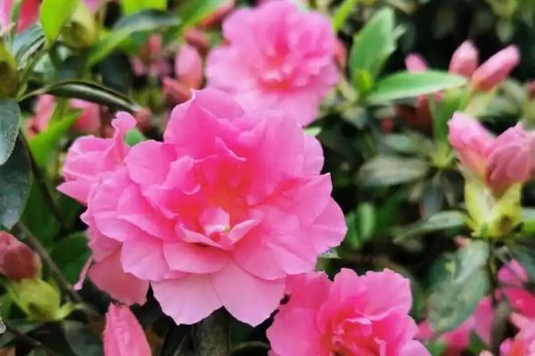 清明花的花语是什么，花语为期待新生