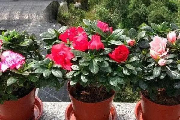 清明花的花语是什么，花语为期待新生