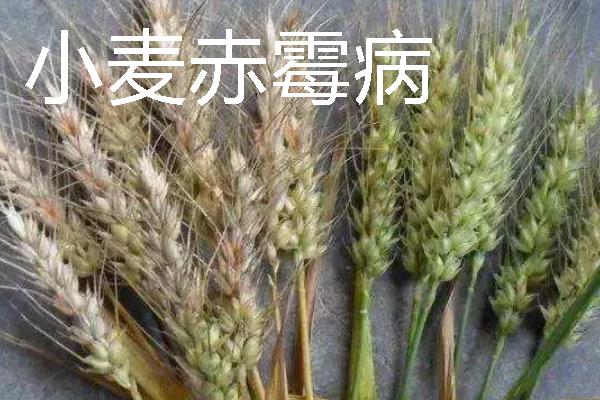 小麦会出现哪些灾害，常见冻害、干旱、渍害等形式