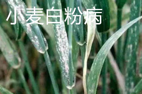 小麦会出现哪些灾害，常见冻害、干旱、渍害等形式