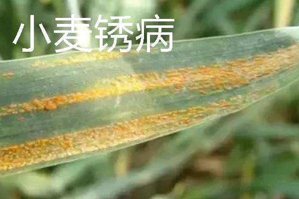 小麦会出现哪些灾害，常见冻害、干旱、渍害等形式