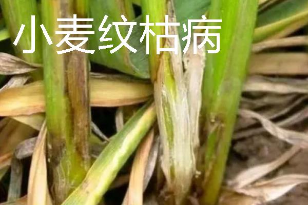 小麦会出现哪些灾害，常见冻害、干旱、渍害等形式